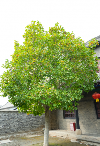 庭院十大吉祥树排名 庭院十大幸运树排行