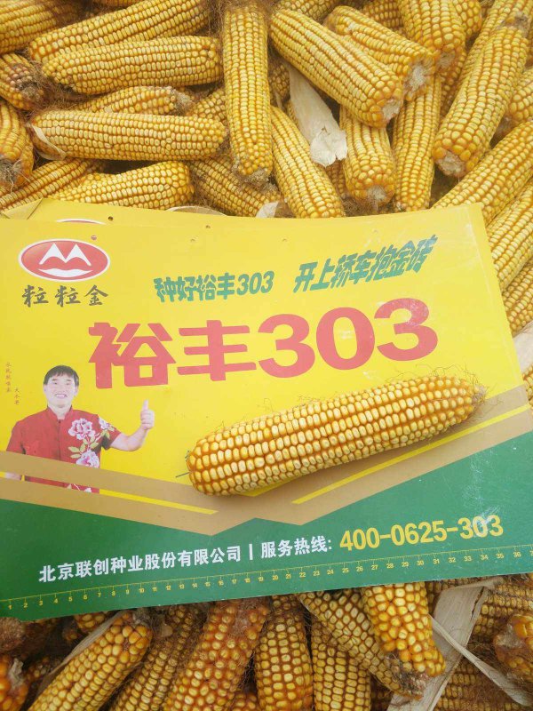 裕丰303玉米种简介