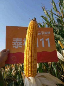 沃玉111玉米种子介绍 沃玉111玉米种子详解