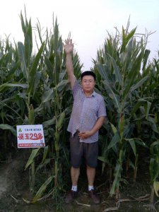 泛玉298玉米种介绍 泛玉298玉米种特点介绍