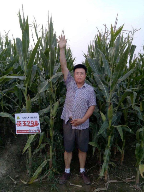泛玉298玉米种介绍