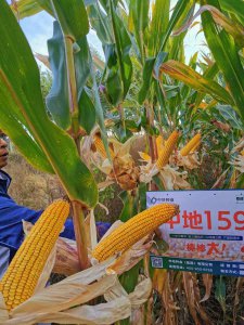 中地159玉米种子介绍 中地159玉米种子概述