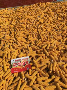 中地88玉米种子介绍 中地88玉米种子简介