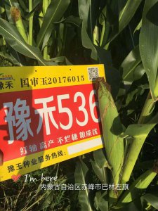 豫禾196玉米品种介绍 豫禾196玉米品种概要