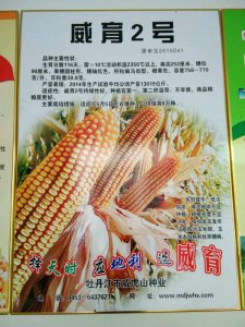 龙高l2玉米种子介绍 龙高L2玉米种子特点