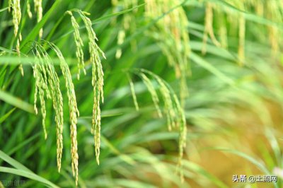 2022年水稻保护价会有吗 2022年是否会有水稻的?；ぜ郏?/></i><h2>2022年水稻?；ぜ刍嵊新?2022年是否会有水稻的保护价？</h2><p>今天小编介绍2022年水稻保护价会有吗的绿植花卉种植内容，一起跟随绿植迷网小编看看吧！ 2022年水稻?；ぜ刍嵊新?2022年的水稻保护价是会有的，预计在</p></a></li>
          </ul>
        </div>
      </div>
    </div>
    <div   id=