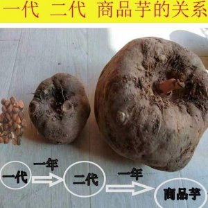 2022年魔芋价格会高不 2022年魔芋价格会涨吗？