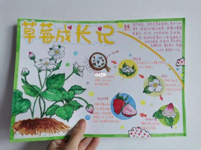 草莓的外貌特点描写 草莓的外表特征描绘