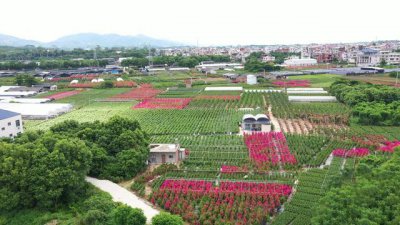 三角梅种植基地在哪里 三角梅种植园位置在哪里？
