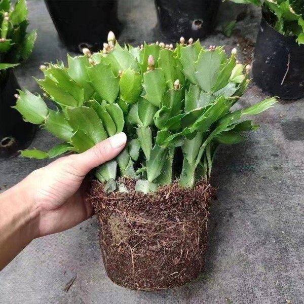 蟹爪兰怕冷吗