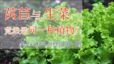生菜是单子叶还是双子叶植物 生菜是单子叶植物还是双子叶植物？