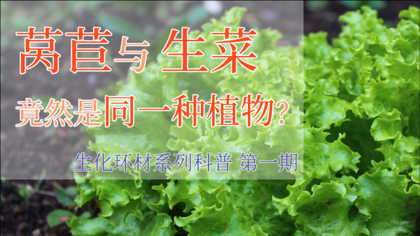 生菜是单子叶还是双子叶植物