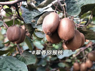 猕猴桃12月份还有吗 12月份还有猕猴桃吗？