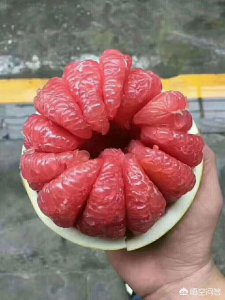 柚子红心好还是白心好吃 柚子红心与白心哪个更美味？