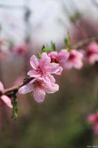 桃花是哪个季节开的花 桃花盛开的季节是什么？