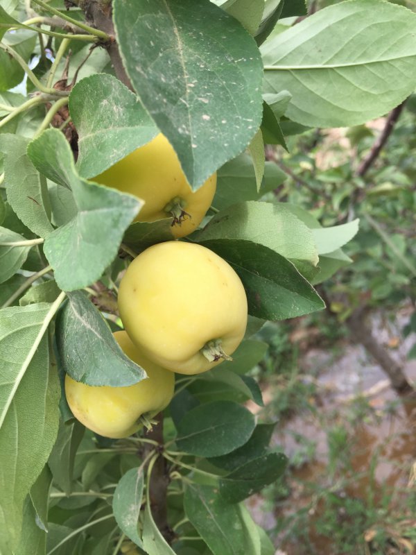小小苹果叫什么名字