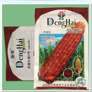 登海最好的玉米种子 选择最佳的海洋玉米种子