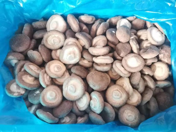 鲜香菇可以直接冷冻保存吗