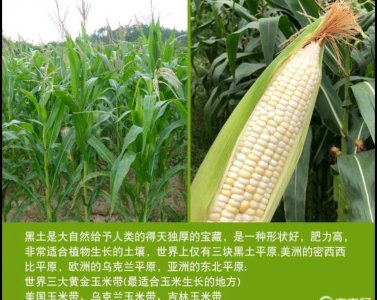 2022年主推玉米品种 2022年重点推广的玉米品种