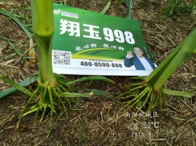 2022年鸿翔种业主推玉米种子介绍