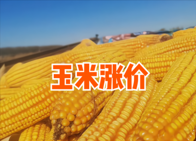 2022年玉米能涨到一块五吗 2022年玉米价格能上涨至1.5元吗？