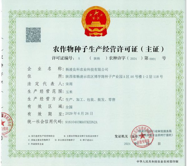 中元211玉米种子简介