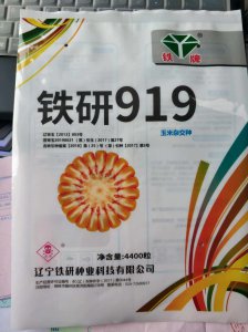 伊邦919玉米种子简介 伊邦919玉米品种概述