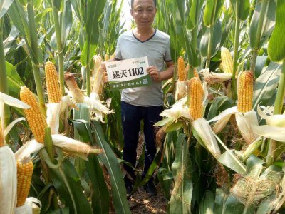 巡天1102玉米品种简介 1102巡天玉米品种介绍