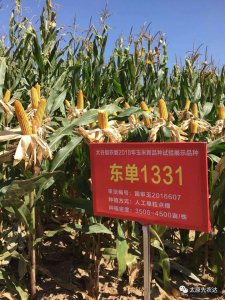 东单1331玉米种子产量怎么样 东单1331玉米种子的产量如何？