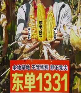 良玉99和东单1331哪个好 良玉99和东单1331哪个更优？