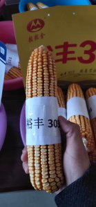 裕丰303玉米种子怎么样 裕丰303玉米种子的质量如何？