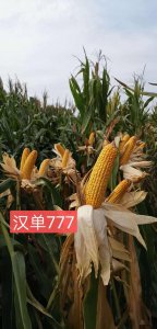 沃玉21玉米种简介 沃玉21玉米种概述