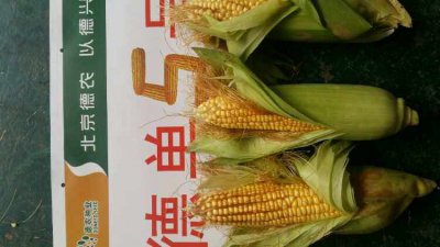 德单5号玉米品种介绍 介绍德单5号玉米品种特点