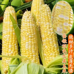 良玉df31玉米种子简介 df31玉米种子介绍