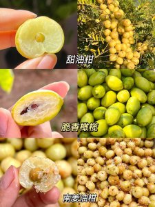 甜种橄榄是自然的吗 甜种橄榄是天然的吗？