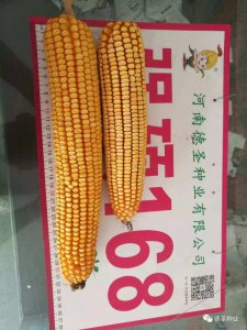 强硕88玉米种子简介 88强硕玉米种子介绍