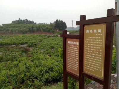 中国桑葚之乡在哪 中国桑葚之乡的位置在哪里？