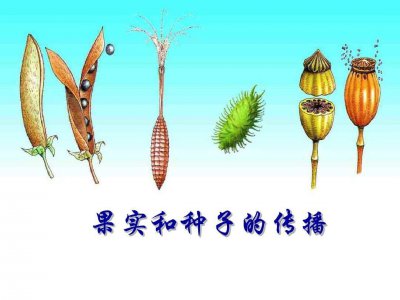 种子传播的植物有哪些 植物的繁殖方式种子传播