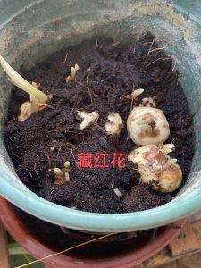 藏红花种球可以种几年 藏红花种球的种植周期是多久？