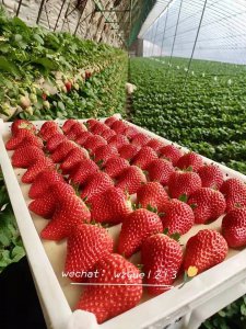 丹东99草莓每年几月份有 丹东99草莓每年在哪个月份上市？