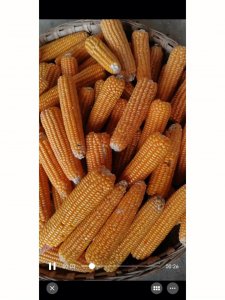 金丰捷501玉米品种特性介绍 金丰捷501玉米品种特点简介