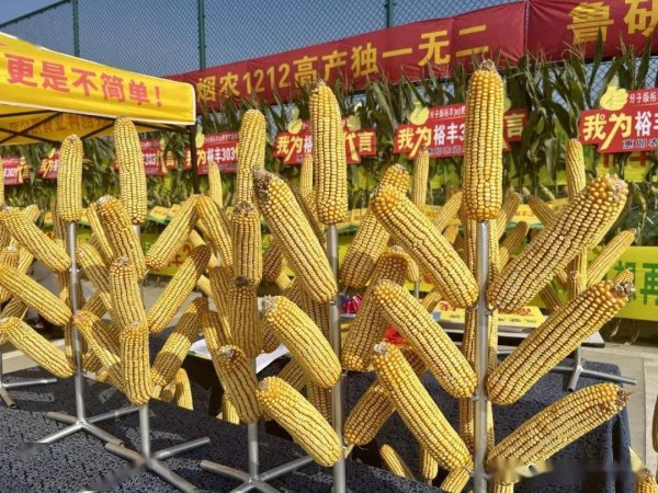 升级版裕丰303玉米种子介绍