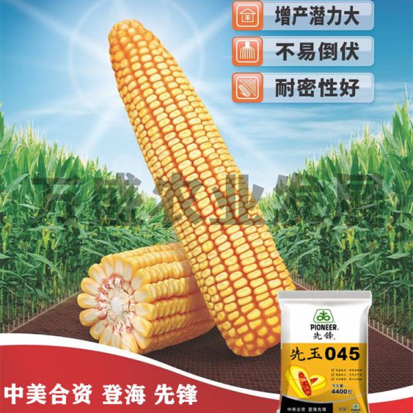 沃玉964玉米种子介绍