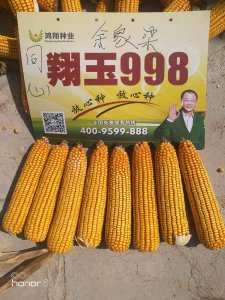鸿翔99王玉米种子简介 王玉米种子介绍