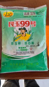 良玉99玉米种子特征介绍 良玉99号玉米种子特点详解