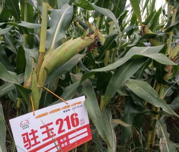 驻玉216玉米种子怎么样 驻玉216玉米种子的品质如何？
