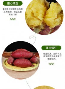 玛莎莉红薯品种介绍 玛莎莉红薯品种概览