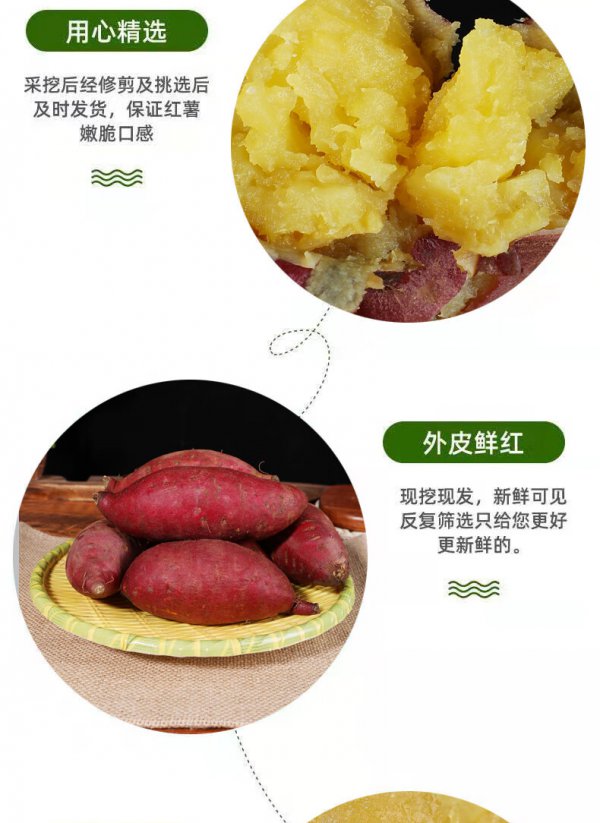 玛莎莉红薯品种介绍
