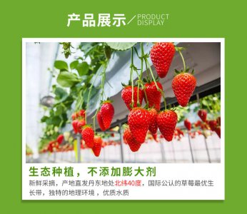 香野草莓品种介绍 香野草莓品种概览