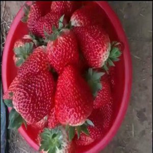红颜和章姬哪个品种好 红颜和章姬哪种更优质